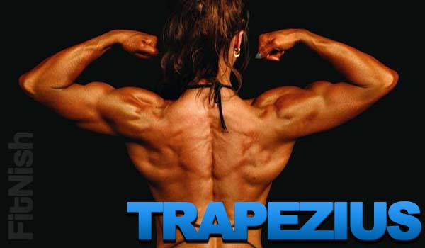 Trapezius Workout