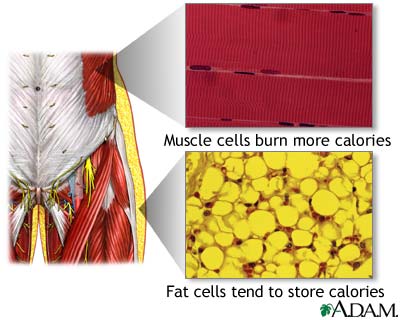 fat-vs-muscle-cells