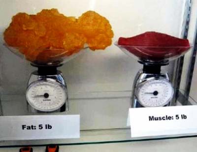 fat-vs-muscle