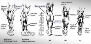 Calves in detail