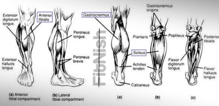 Calves