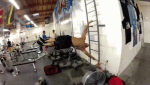 Frank Medrano Motivation flag gif