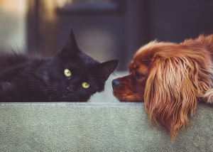 cute dog and cat
