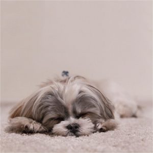 Running On No Sleep: How It Affects Your Performance