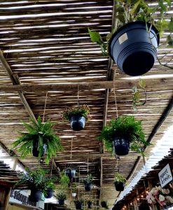 A Quick Look At The Oranjezicht City Farm Market, Cape Town