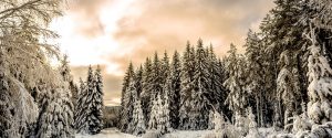 winter snow