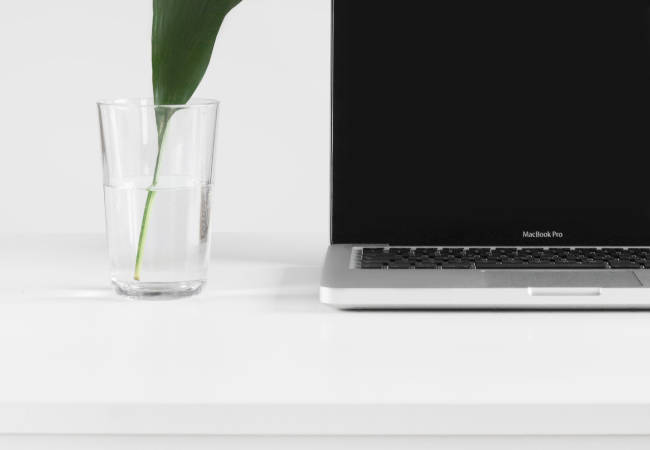 minimal plant macbook