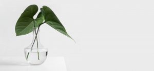 minimal plant