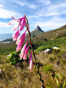 Kasteelspoort Hiking Trail Up To A CAVE! Cape Town Hikes