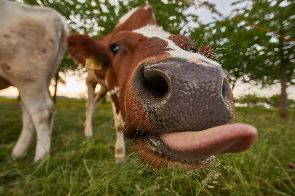 cow licking