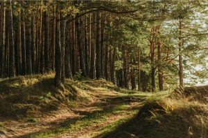 forest trees